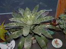 Vriesea Fenestralis